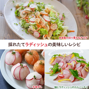 ベランダでも育てられるラディッシュ栽培キット ／Fis-B08 趣味 ガーデニング 家庭菜園 園芸 ベランダ菜園 プランター 種 種子 プロ仕様の肥料 培養土 サラダに