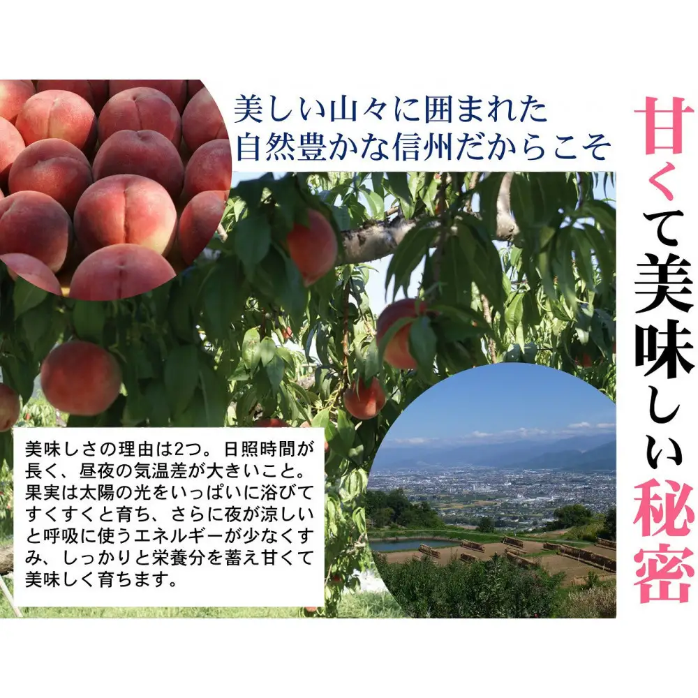【先行予約】桃6kg(長野市川中島の桃農家を応援プロジェクト)【2025年7月下旬以降出荷分】 | 桃 フルーツ 果実  人気 おすすめ ギフト プレゼント 送料無料 長野県 長野市 信州 信濃 ふるさと納税