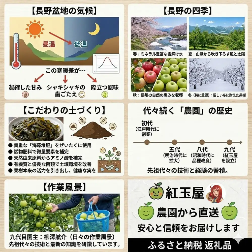際立つ酸味！ 長野市産 グラニースミス 約4.5kg （お菓子作り・酸っぱいりんご好き専用） 希少品種 林檎 クッキングアップル