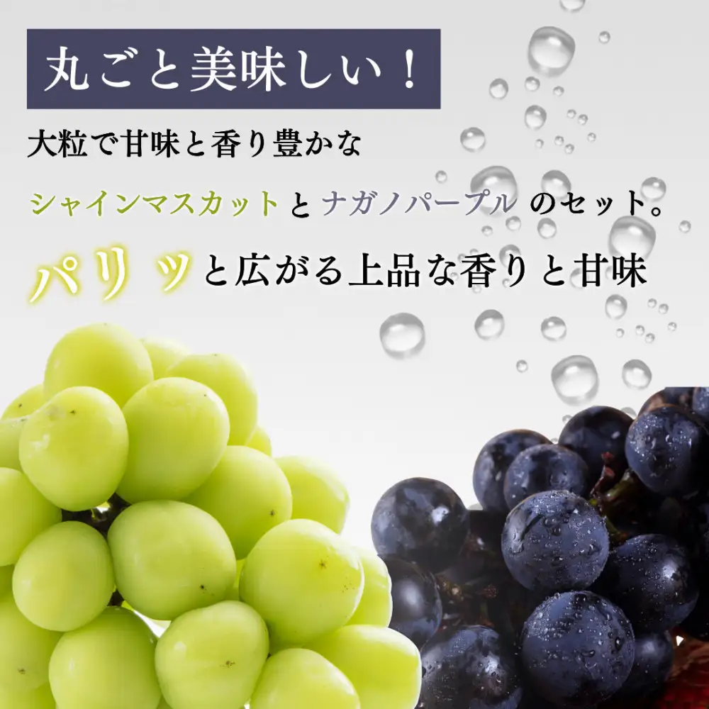 長野市産 ナガノパープル＆シャインマスカット詰合せ１kg【2026年9月以降出荷分】フルーツ ぶどう 葡萄 果物 人気 種なし 新鮮 期間限定 令和8年 2026年発送