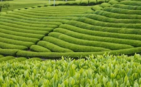伝統の中で作り上げた本物の味　本山茶セット オススメお茶□
