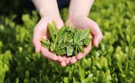 【2026年5月中旬より順次発送】 新茶 ほんやま茶 ティーバッグ 15個入×2袋 5000円 本山茶 オススメお茶◆
