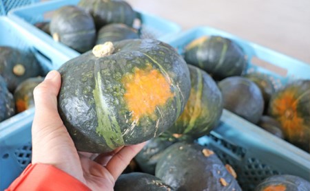 【2026年10月発送】富良野市産 かぼちゃ「ブラックのジョー」 10kg (中山農園) 野菜 南瓜