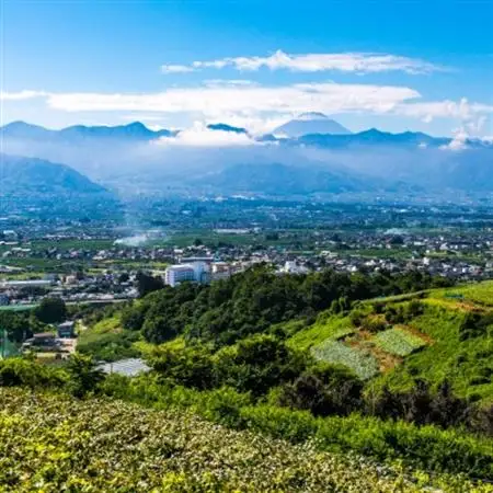 2026年発送 銀河農園まきおかの甘くてジューシーな巨峰(種なし)約2kg(4～5房)【配送不可地域：離島】【1111661】