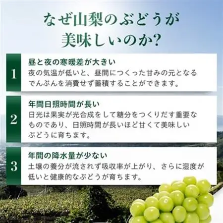 【 2026年発送】農林水産大臣賞受賞!!シャインマスカット 2房 1kg以上_甘いシャインマスカット あまいシャインマスカット 美味しいシャインマスカット おいしいシャインマスカット 人気のシャインマスカット 瑞々しいシャインマスカット _【配送不可地域：離島】【1143545】