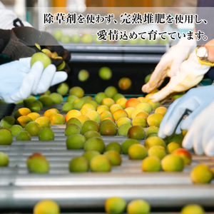 先行予約＜数量・期間限定＞朝日梅園の南高梅（生梅）5kg 箱 バラ詰め 満杯 梅干し 梅酒 はちみつ梅 カリカリ梅 にもオススメ！【00-088-02】