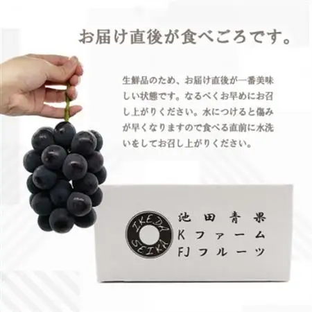 【2026年発送】シャインマスカット 巨峰 2種セット 大人気ぶどう2種盛り合わせ計1kg以上_甘いシャインマスカット あまいシャインマスカット 美味しいシャインマスカット おいしいシャインマスカット 人気のシャインマスカット 瑞々しいシャインマスカット _【配送不可地域：離島】【1296211】