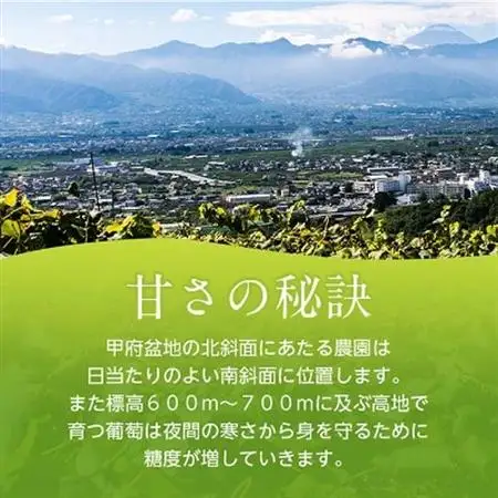 2026年発送 旬の葡萄セット2kg (シャインマスカット 巨峰 各2房 種なし)【配送不可地域：離島】【1308168】