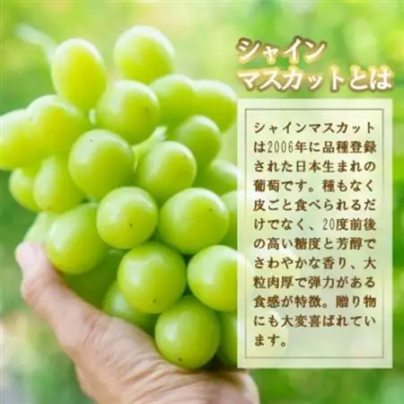 【2026発送】厳選　池田青果のシャインマスカット2房　1kg ふるさと納税【配送不可地域：離島・沖縄県】【1370913】
