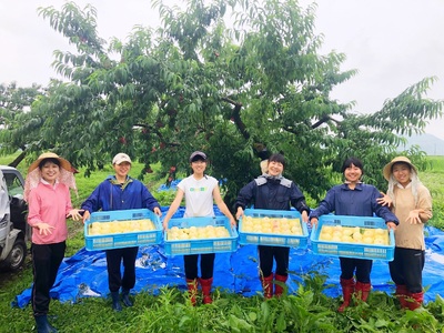 樹熟し 白桃 2kg 糖度12度以上 _S89