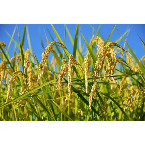 【令和7年産】茨城県産コシヒカリ10kg（5kg×2袋）精米 JA茨城むつみ ／ こしひかり 令和7年 新米 米 お米 おこめ こめ コメ 精米 白米 ご飯 国産米 10kg 10キロ おいしい お取り寄せ 産地直送 産直 坂東市産 茨城県産 茨城産 茨城県 特産品 No.179