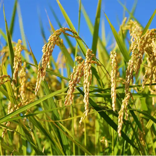 【令和7年産】茨城県産コシヒカリ20kg（10kg×2袋）精米 JA茨城むつみ ／ こしひかり 令和7年 新米 米 お米 おこめ こめ コメ 精米 白米 ご飯 国産米 20kg 20キロ おいしい お取り寄せ 産地直送 産直 坂東市産 茨城県産 茨城産 茨城県 特産品 No.180