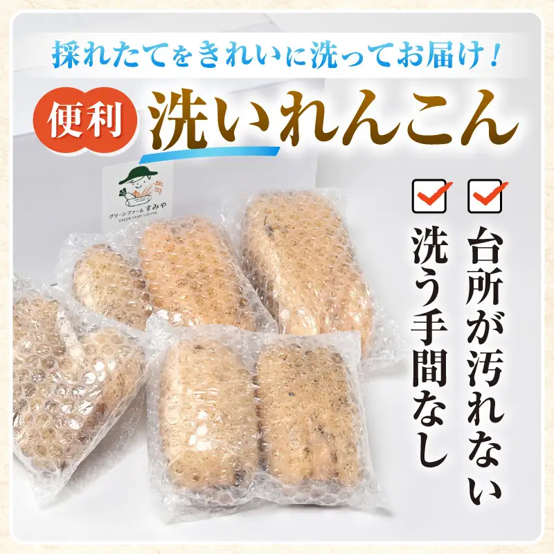 【先行予約】洗いれんこん2kg《発送直前に収穫してお届け！》 シャキっとした歯触り！ ／ 有機肥料 低農薬 蓮根 レンコン 野菜 根菜 正月【2026年11月中旬以降順次発送予定】 [aw056-a012]