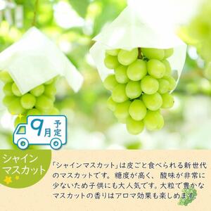 夏のいいとこどり定期便 【7月・8月・9月】全3回