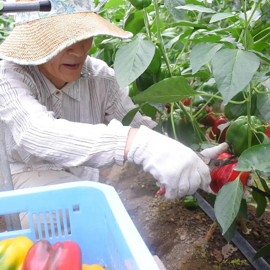 肉厚 パプリカ 8個 彩り野菜 甘い 赤パプリカ 黄パプリカ ピクルス マリネ サラダ