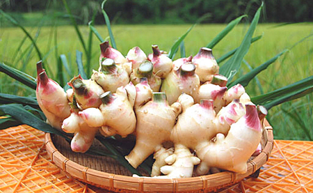 新生姜 1.5kg前後 しょうが 生姜 期間限定 旬野菜 薬味 穫れたて 産地直送 ジンジャー 新鮮