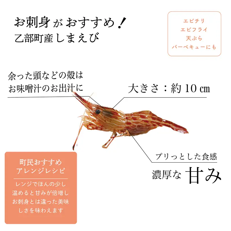 ＜シマエビ(冷蔵)　1kg＞甘く濃厚な味わい！ 北海道 道産 国産 乙部町産 しまえび 海老 日本海 天然 魚介類 新鮮 希少 お刺身 エビチリ 漁師直送 産地直送 送料無料