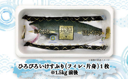 【先行予約】ひろびろいけす ぶり (フィレ・片身)1枚 ※2月発送 | ぶり 津久見市