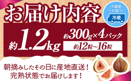 【☆2026年出荷☆】いちじく 福岡県産 ブランド いちじく とよみつひめ 約1.2kg (約300g×4パック) 【配送不可地域あり】【日付指定不可】 《8月中旬-9月末頃出荷(土日祝除く)》 福岡県   いちじく イチジク 果物 フルーツ 