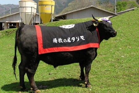 【モリタ屋】京都肉 切り落とし 500g【  牛肉 こま切れ 牛コマ 牛細切れ 小間切れ  】  [010MT001]