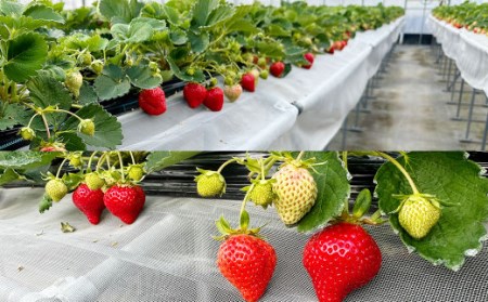 いちご狩り 食べ放題ペアチケット60分(大人1名+3歳以上小学生未満1名) イチゴ狩り 福岡県 やすこうち農園 久山町 体験チケット