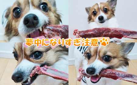北海道産 ペット用 鹿 生あばら骨 500g×1 【deer food】[ 鹿肉 犬 エゾシカ 犬用 おやつ 鹿肉 ペットフード えぞしか肉 ジビエ ご褒美 ストレス解消 歯石ケア ] 
