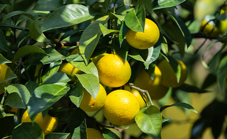 【先行受付】黄金柑 2.5kg 黄金柑 柑橘 ms-0044