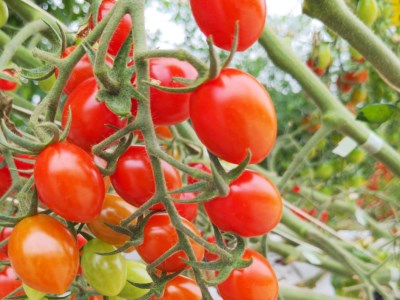 贅沢 トマトジュース 500ml×4本セット | アズファーム  ジュース 高糖度 無添加 無塩 M32S14