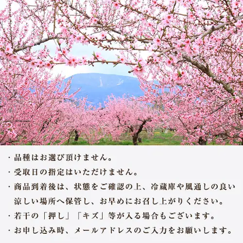献上桃の郷桑折町特別返礼品「雅」【2026年産】糖度13.5度以上【数量限定】2kg（5～6玉）桑折町産 ／ もも モモ 果物 フルーツ 旬 甘い 甘み ジューシー 果肉 果汁 新鮮 フレッシュ デザート おいしい 産地直送 桑折 こおり こおりまち 福島県 特産品 No.177
