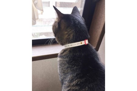 軽くて肌に優しい 猫介護期用首輪（ブラック）アジャスター付き オーダーメイド オリジナル ねこ 介護 高齢猫 オーガニックコットン100％ 迷子時も安心 名前付き 熱転写 プリント 老猫介護 おすすめ お取り寄せ 送料無料 ku024-002-bk-r