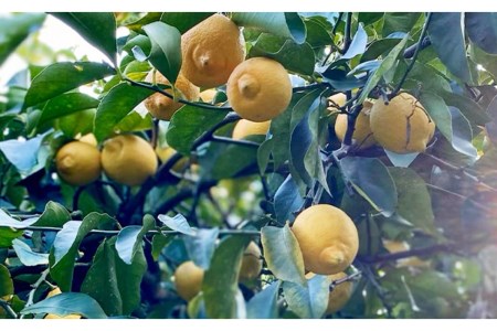 島の恵み 瀬戸内 柑橘 マーマレード 4本 セット  食べ比べ セット 紅八朔 レモン しらぬい ジャムセット シトラス お取り寄せグルメ 送料無料 広島県 呉市 ku055-002-r