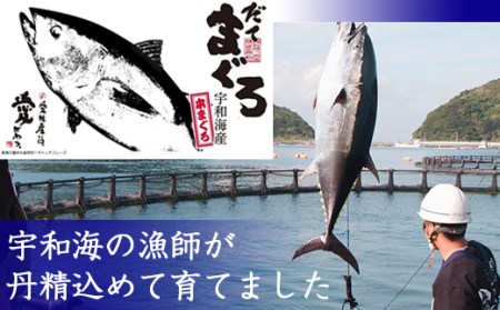 簡単 流水解凍 海鮮丼の具！ 中トロ 1人前 【十六家】 刺身 刺し身 さしみ 生食 生食用 海鮮 海鮮丼 冷凍 魚 さかな 鮪 まぐろ マグロ だてまぐろ 本鮪 本まぐろ 本マグロ 中トロ 中とろ トロ とろ 時短 手軽 人気 おすすめ