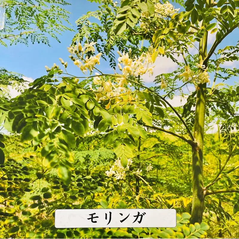 モリンガオーガニック和紅茶・ほうじ茶・お煎茶【A5-437】