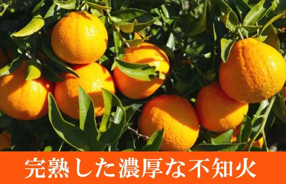 紀州有田産不知火(しらぬひ) 約５kg［2027年2月中旬以降発送］［先行予約］［UT40w］