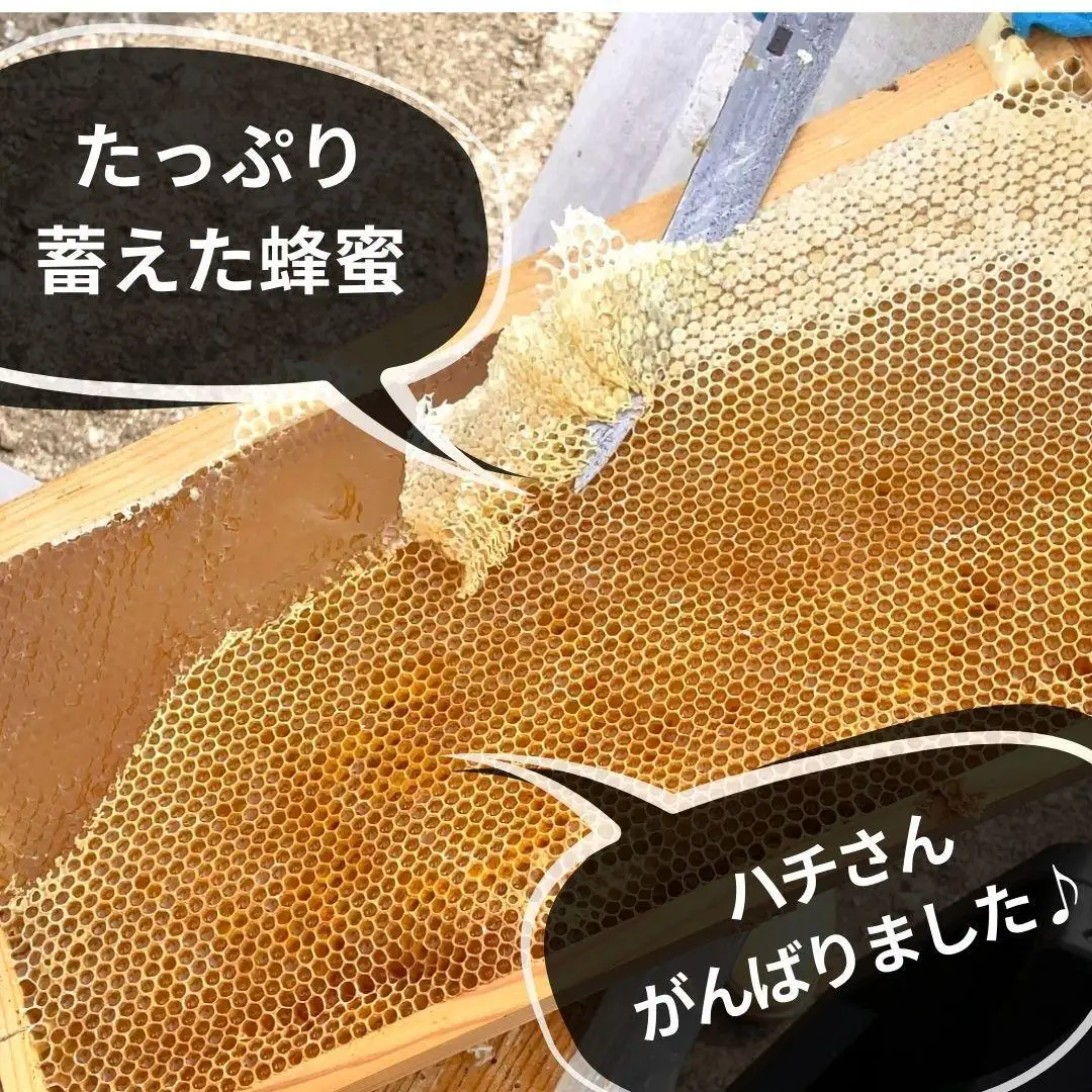ありだみかん蜂蜜・ありだ里山の蜂蜜（各570ｇ）