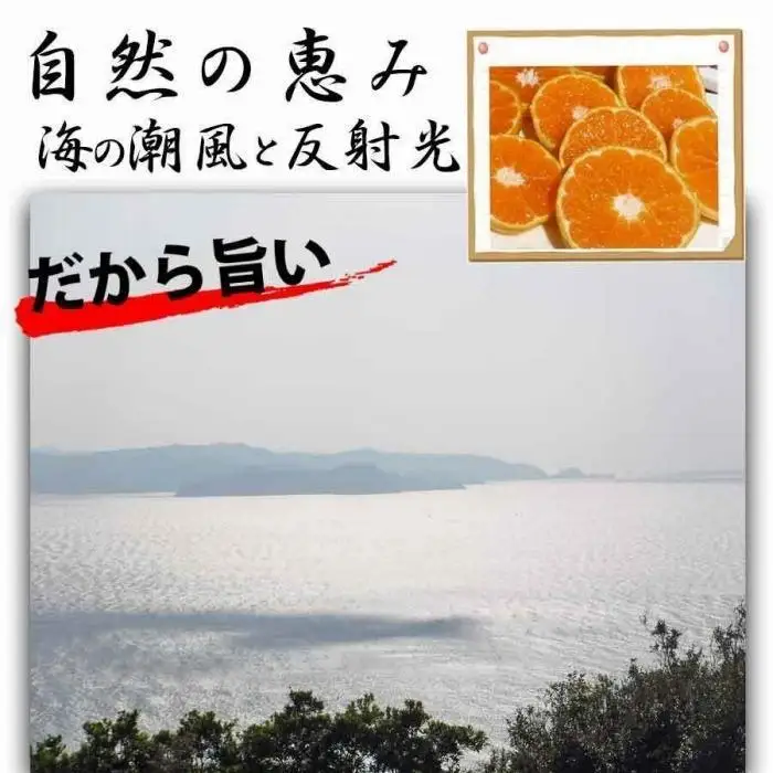 みかん 2.5kg  ご家庭用　和歌山県有田川町産　有田みかん ありだみかん
