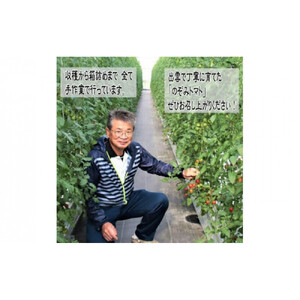 フルーツトマト【出雲の加田屋】加田屋トマト糖度7以上8未満