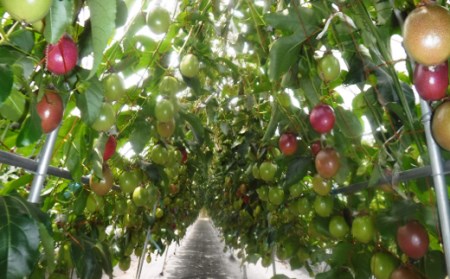 【 6月下旬～8月初旬 先行予約 】 種子島 さご農園 パッションフルーツ サマークイーン (12個)　NFN039【300pt】