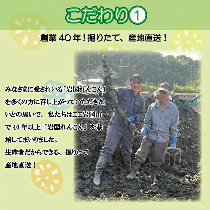 由美屋特選！岩国産れんこん5kg(土付き)【有限会社 由美屋】