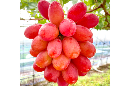 D-857 しんく！シンク！神紅！ 2房入り1.2㎏以上