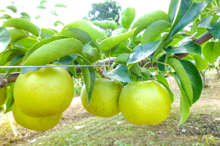 A-936 瑞秋梨　5㎏