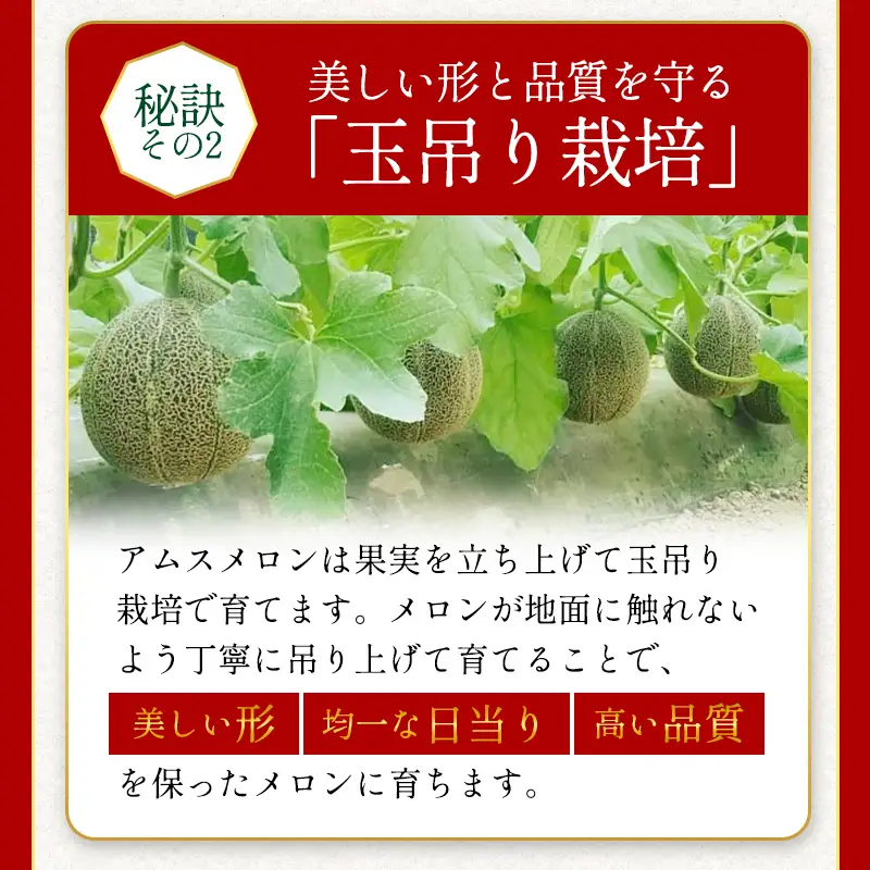 C-528 特選アムスメロン 5kg（4?5玉）糖度16度以上