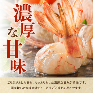 北海道留萌産　漁師採りたてボタンエビ500g R006-013