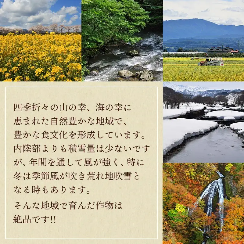 【令和8年産先行予約】 さくらんぼ 紅秀峰 約1kg 山形県庄内産　丸果庄内青果　| サクランボ チェリー 紅秀峰 果物 くだもの フルーツ 1キロ 甘い 完熟 旬 産地直送 人気 美味しい 2026年産 お取り寄せ 山形県 鶴岡市 東北 返礼品