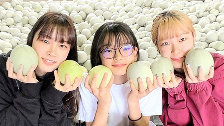 メロン プリンスメロン 1箱 約5kg  7～8玉 八千代町産 先行予約