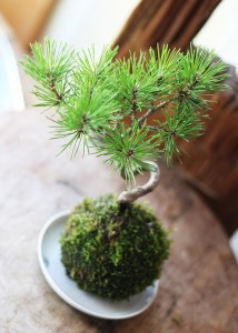 SL0203　禅スタイルシリーズ　苔玉 「酒田の黒松」