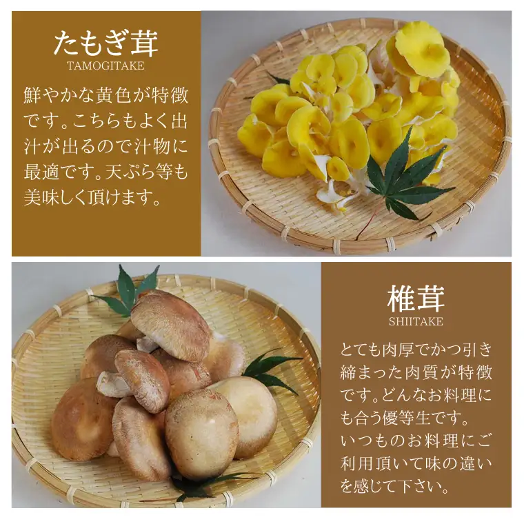 きのこ の 詰め合わせ Mサイズ 約1500g【茨城県共通返礼品 城里町】 キノコ 舞茸 あわび茸 たもぎ茸 しいたけ 花びら茸 [CX002sa]