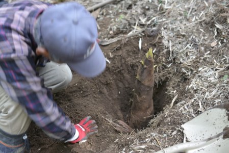 山﨑観光農園のたけのこ 5kg（AU029）