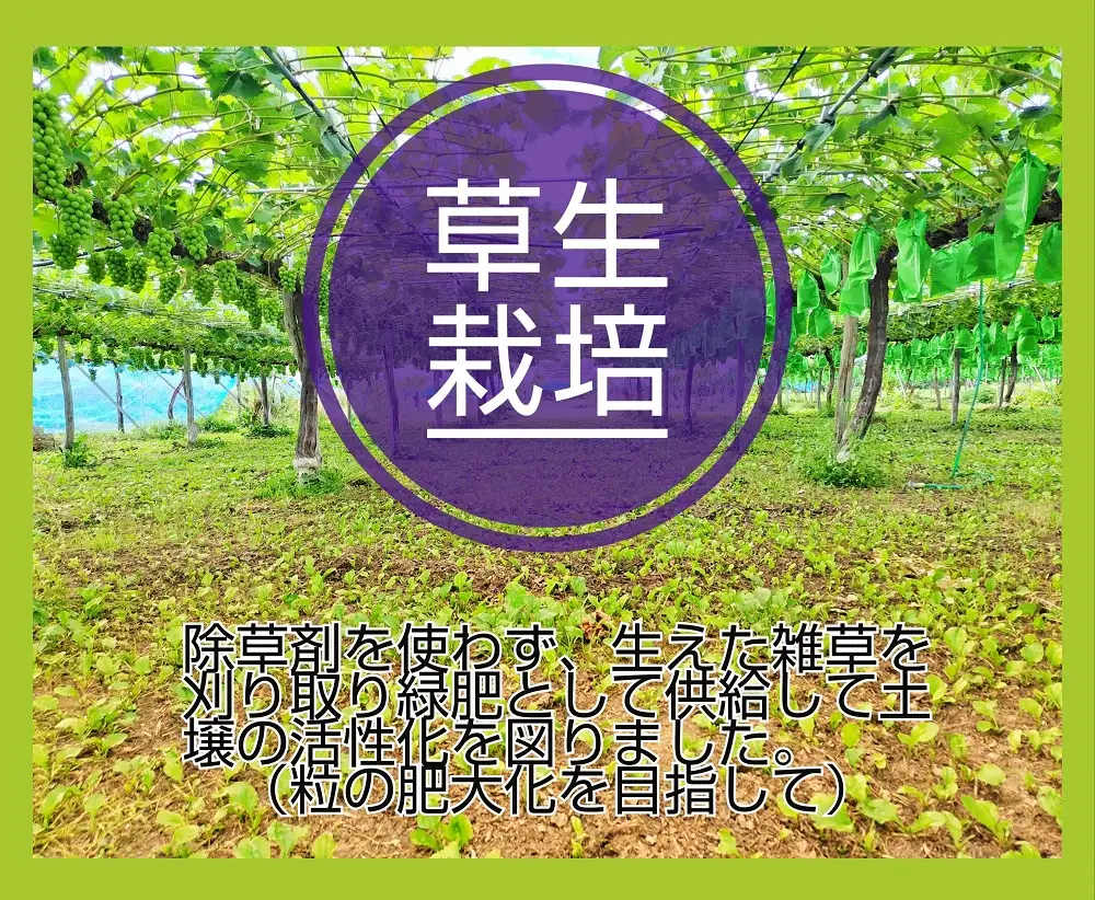 ぶどう（シャインマスカット）２房　合計１.６ｋｇ以上　0015-2605