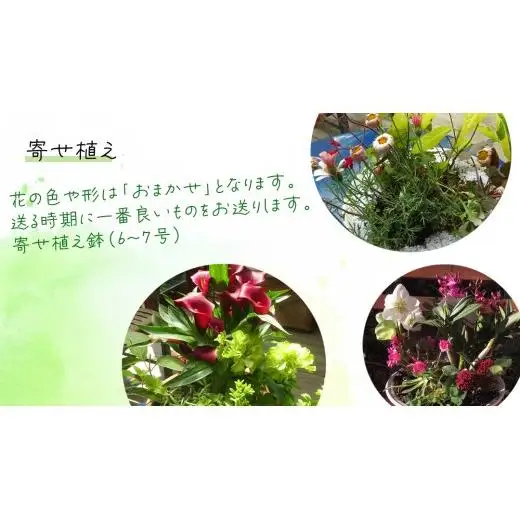 【 確実園 オリジナル 】 寄せ植え DX （おまかせ1点）